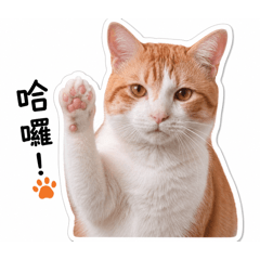 貓貓想法貼圖