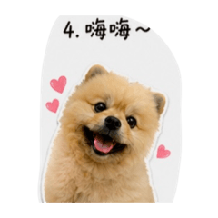 博美犬浩呆