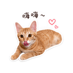 鼻鼻波波