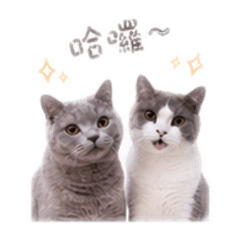 Toffee&Mallow 日常篇