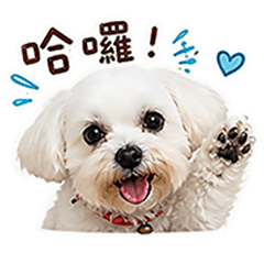 可愛の Q比 0501
