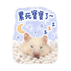 呆萌二鼠寶日常