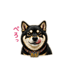 shiba_tabi