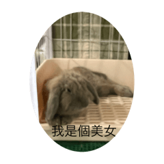 真圓大哥