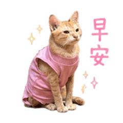 半歲奶茶