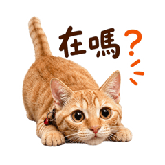 橘貓pudding