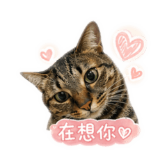 媽寶貓咪2