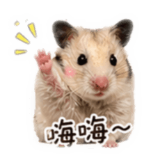 圓仔寶❤️