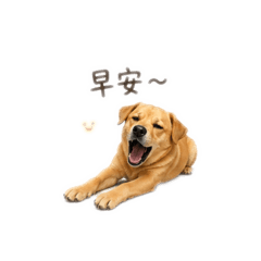 咖比比日常