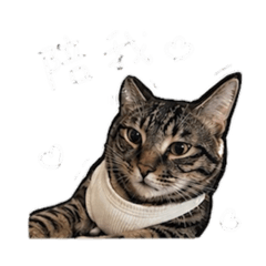 Sushi miao