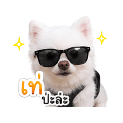 Leica kawaei dog