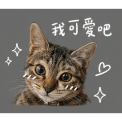 哈嘍嘟比～