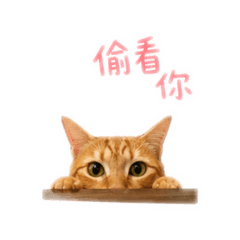 芬達日常貼圖