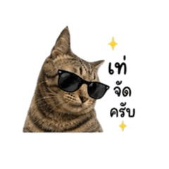 Pat wichittra_20260502233752