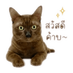 Wannapa_202605