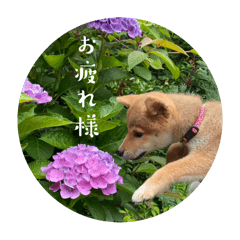 shiba_20260507122918