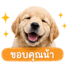 Golden retriever puppy (Cooper)