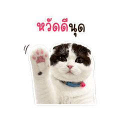 Nongshabuu_20260428155526