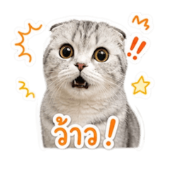 Little Hana web