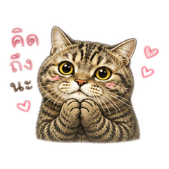 Chubby Cat Stickers V.2