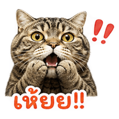Chubby Cat Daily Stickers V.1