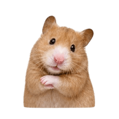 My Hamster ver1