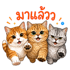 The Three Cat Buddies
