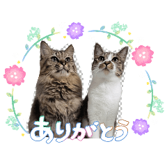 nyanya05