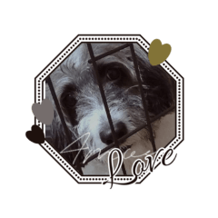 DOG_20260507140142