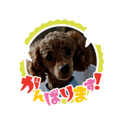DOG_20260507141525