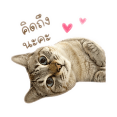 ปลาทู (แมวตาแป๋ว)