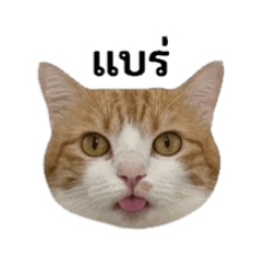 ratchadaporn_20260428155251