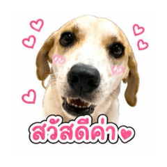 Namchok_20260504111840