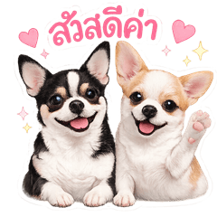 Pipo & Piakpoon Chihuahua