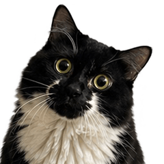 Shabucatcat