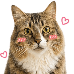 Tamacatcat