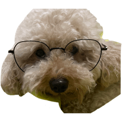 Max The Poodle 1
