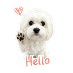 Bibo and Boba Maltese