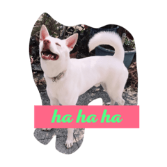 NE SU  IS A DOG