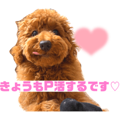 tenzoo_20260507152929