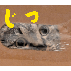 kuronya_20260507164540