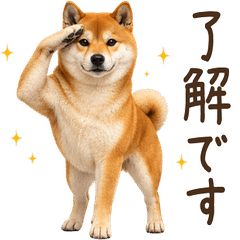 Year-round! Shiba Inu