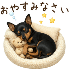All year round! Miniature Pinscher