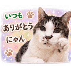 Realistic Cute Cats from Someone Elses