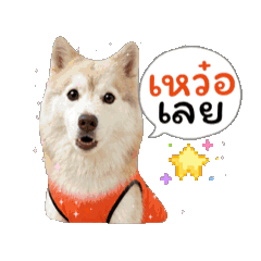 Nong Cinnamon The Husky 3