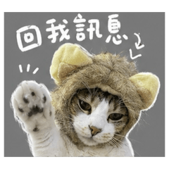 喵喵日常_2