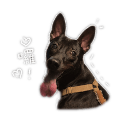 Kappa咖怕噗