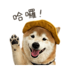 帽帽柴の日常