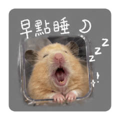 可愛蝦蝦日常