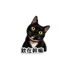 小高粱奴才日記2